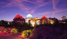 Tree Lightings, Grand Illuminations, Christmas Lights and More!