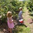 blueberries