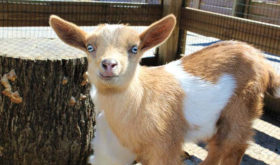Maymont Introduces New Goat Kids and Cuddle Time Contest