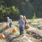 Where to Go Pumpkin Picking…