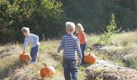 Where to Go Pumpkin Picking…