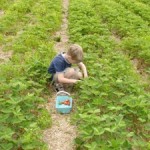 May is the Month to Pick your Own Strawberries