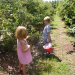 Pick Your Own Blueberries, Blackberries & Peaches This Summer