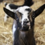 Baby Goats Have Arrived at Maymont!