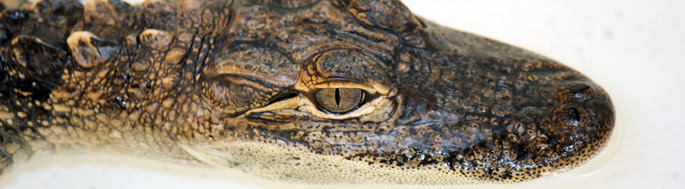 maymont alligators