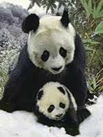 Mother panda and cub (Ailuropodinae melonoleuca), winter