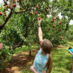 Pick-Your-Own Blueberries & Peaches at Chiles Peach Orchard