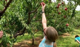 Now Picking Blueberries & Peaches at Chiles Peach Orchard
