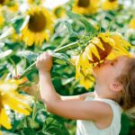 Celebrate the Beauty of Nature at the Virginia Sunflower Festival Now thru August 17th