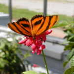Butterflies LIVE closes October 9th! Make sure you see them!