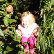 Where to Pick Your Own Apples