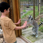 New Lemur Loop Expansion Opens at the Metro Richmond Zoo